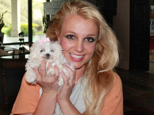 Cachorros de Britney Spears foram tirados dela