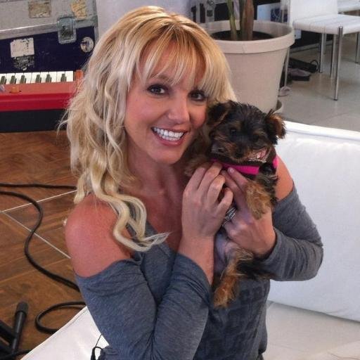 mistério, onde estão os cachorros da Britney Spears
