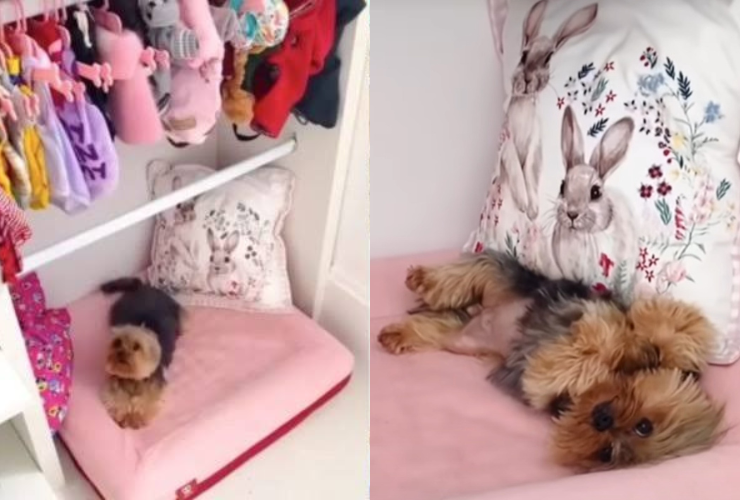 Xuxa viraliza ao mostrar quarto de cadela; Veja a repercussão!