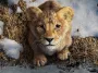 Disney divulga sinopse oficial de "Mufasa: O Rei Leão"